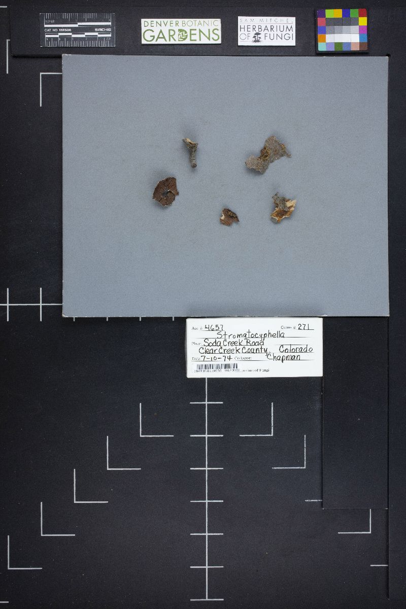 Stromatocyphella image