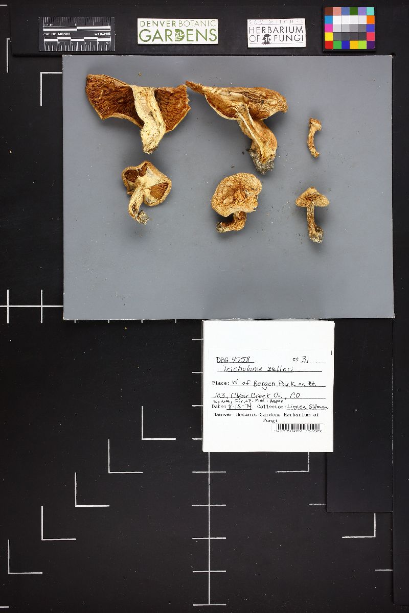 Tricholoma zelleri image