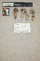Tricholoma terreum image