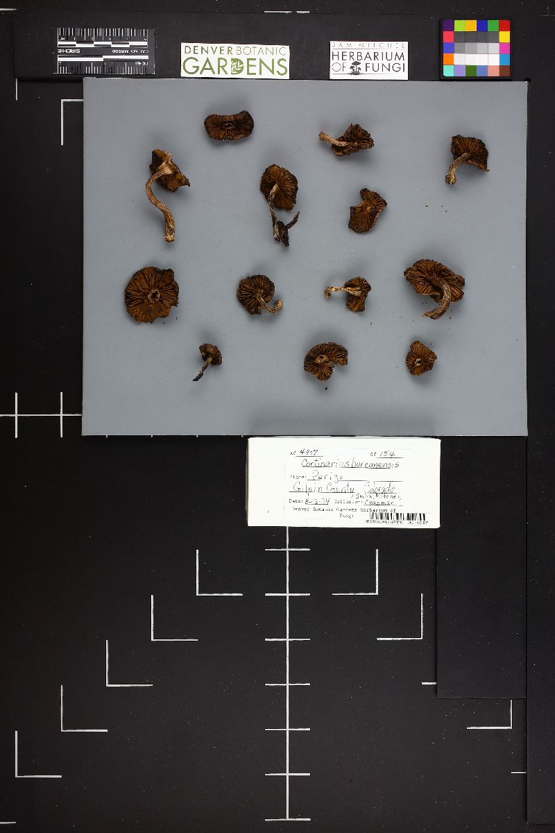 Cortinarius boreasensis image