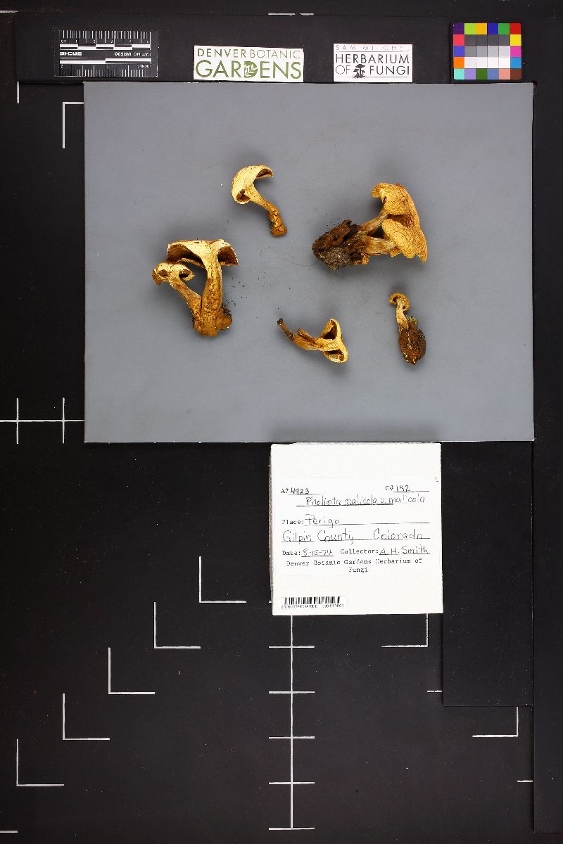 Pholiota malicola image