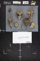 Lactarius rufus image