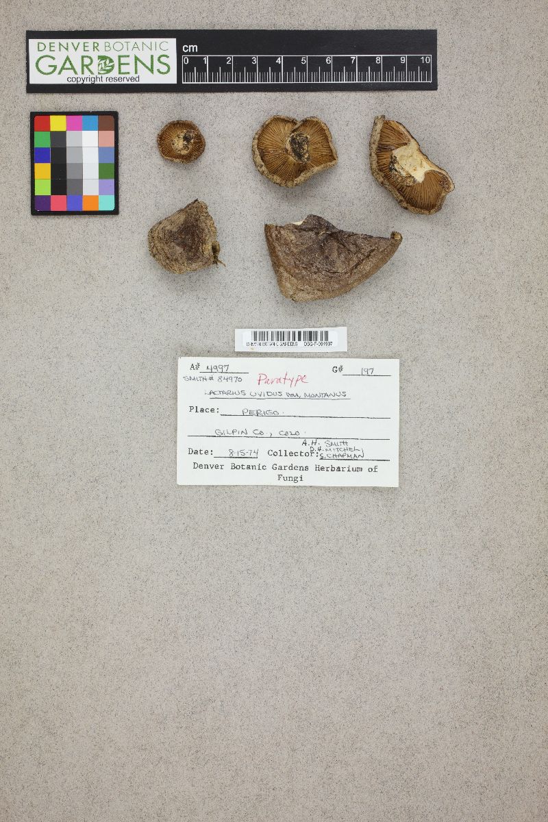 Lactarius montanus image