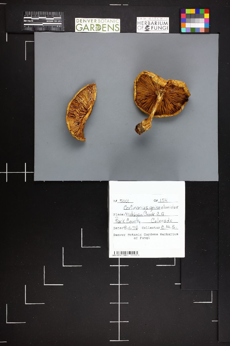 Cortinarius griseoluridus image