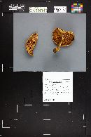 Cortinarius griseoluridus image