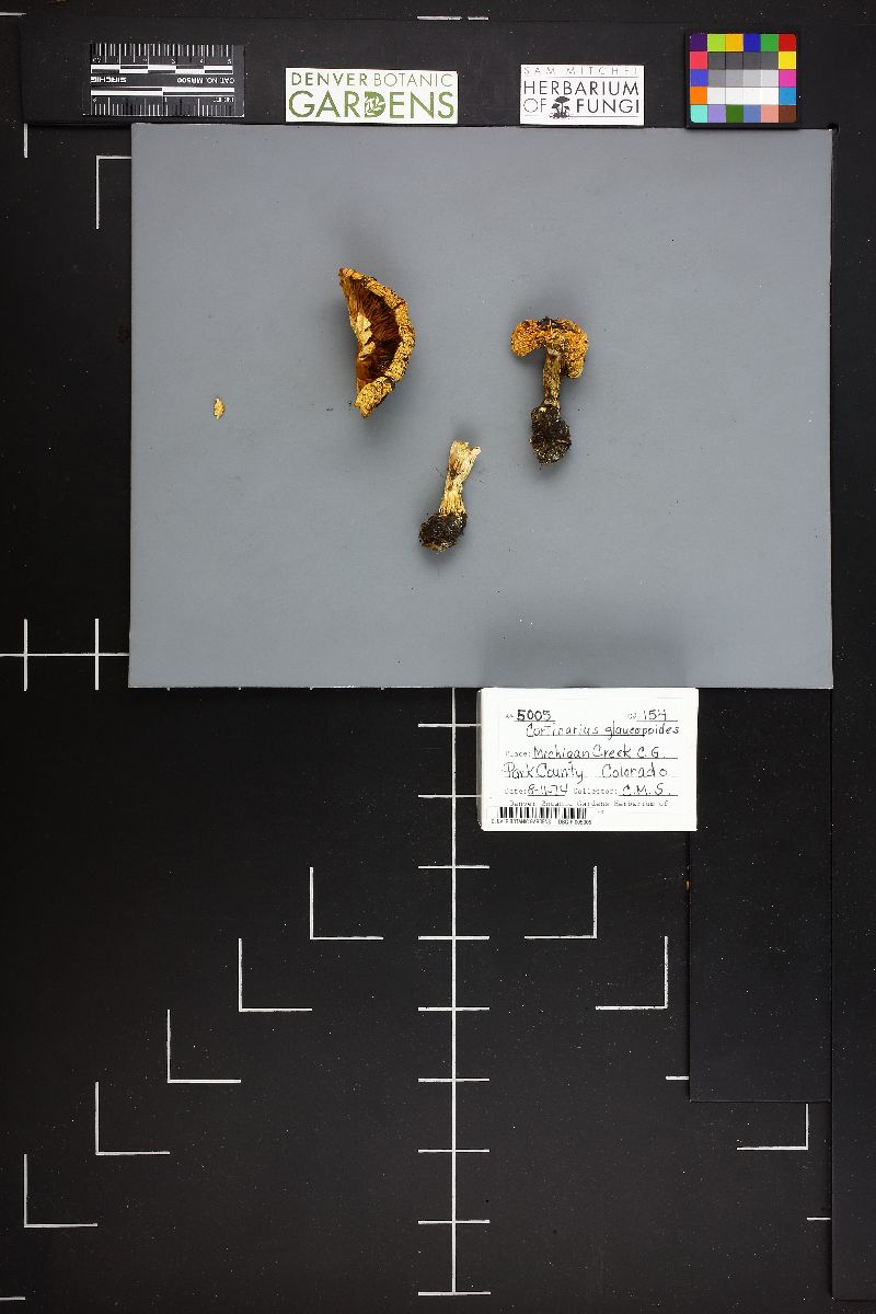 Cortinarius glaucopoides image