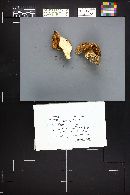 Tricholoma saponaceum image