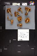 Pholiota lubrica image