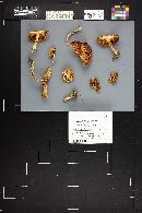 Cortinarius griseoluridus image
