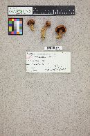 Chroogomphus vinicolor image