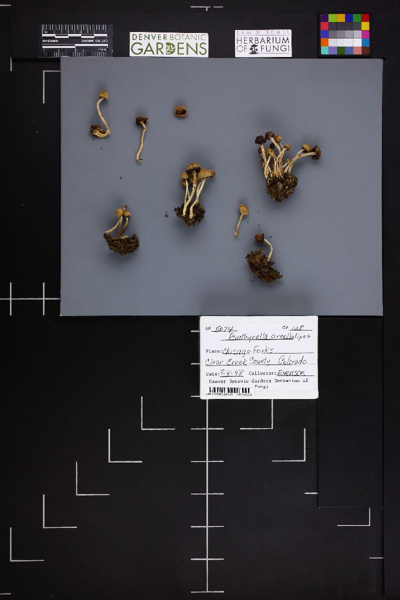 Psathyrella circellatipes image
