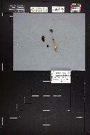 Protostropharia semiglobata image