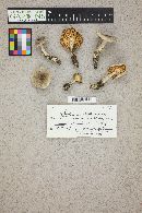 Tricholoma saponaceum image