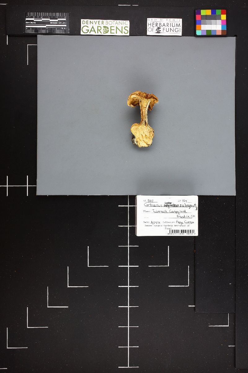 Cortinarius subarquatus image