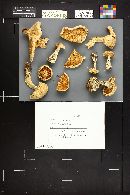 Clitocybe robusta image