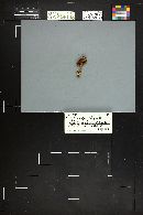 Inocybe leptophylla image