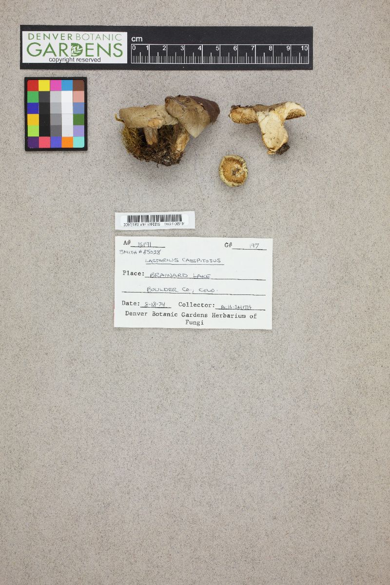 Lactarius caespitosus image