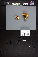 Cortinarius subbalteatus image