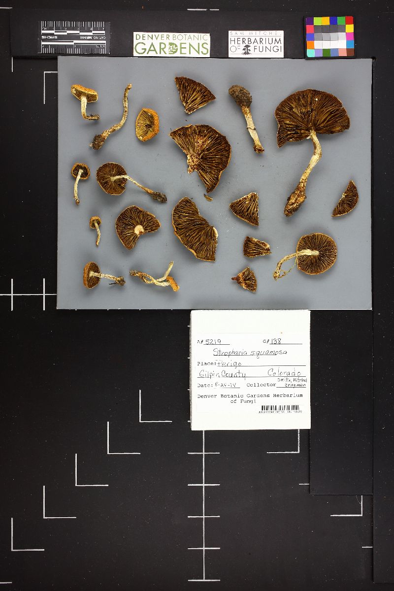 Leratiomyces squamosus var. squamosus image