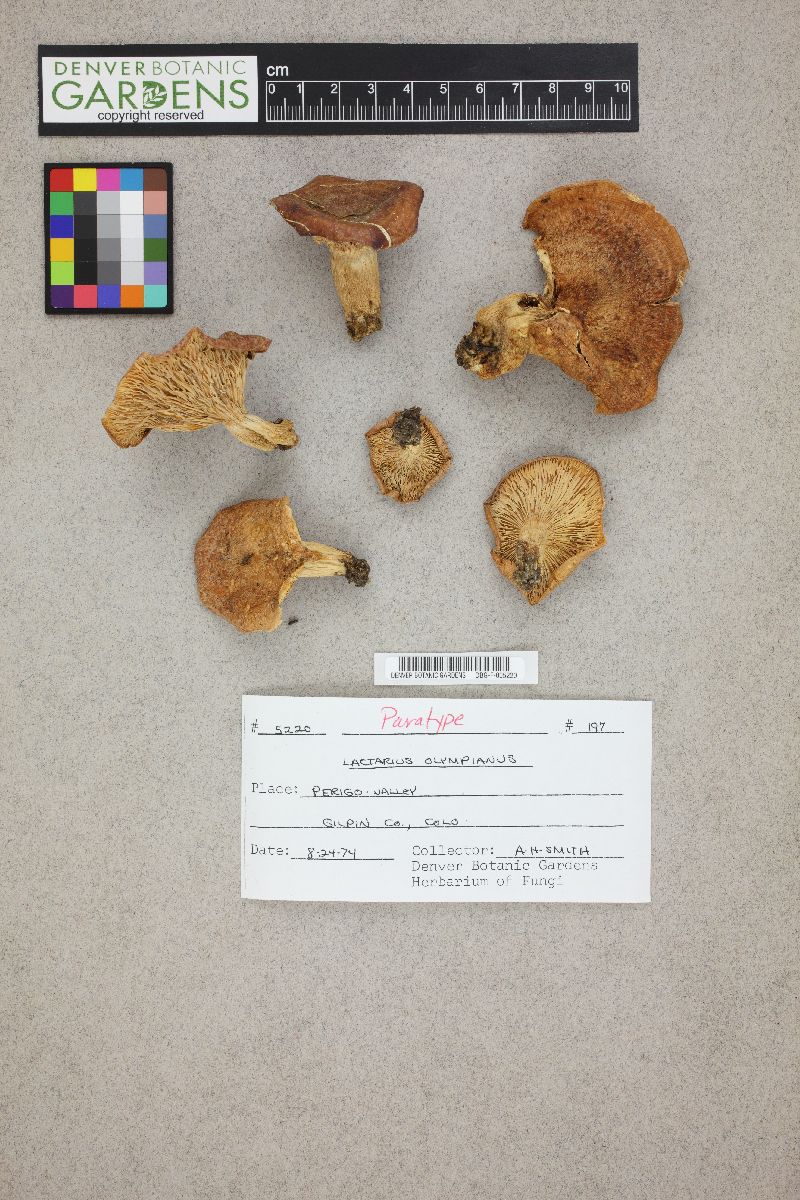 Lactarius olympianus image