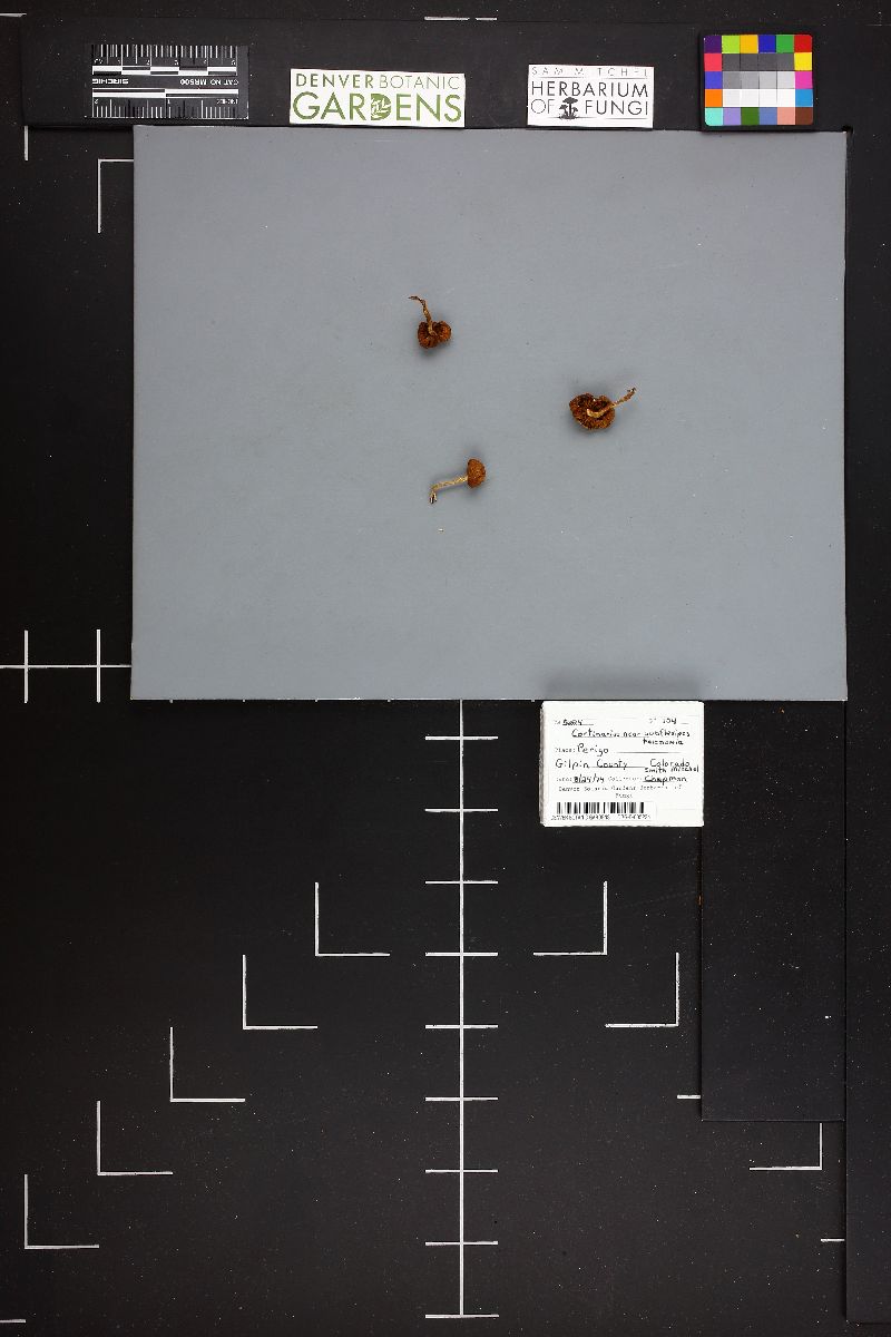 Cortinarius subflexipes image