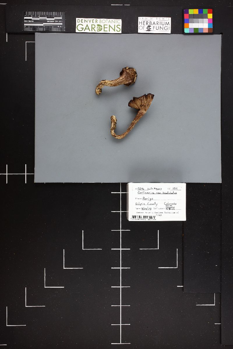 Cortinarius ionophyllus image