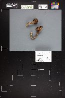 Cortinarius ionophyllus image