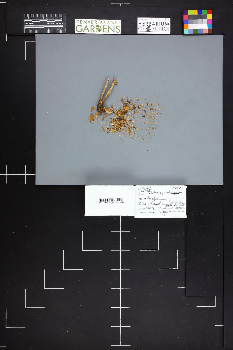 Hebeloma praelatifolium image