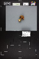 Cortinarius fulmineus image