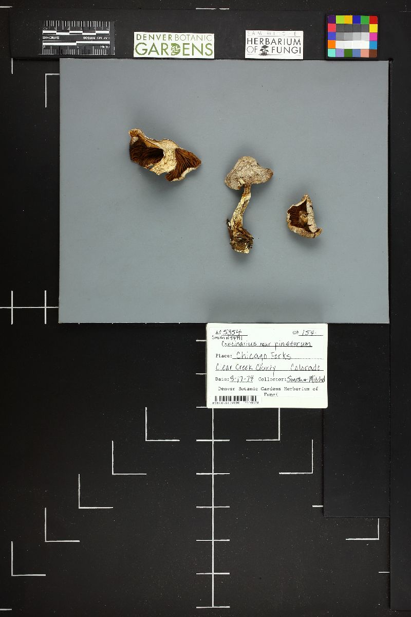 Cortinarius pinetorum image