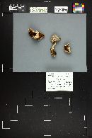 Cortinarius pinetorum image