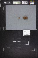 Pseudofistulina radicata image