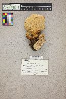 Albatrellus confluens image