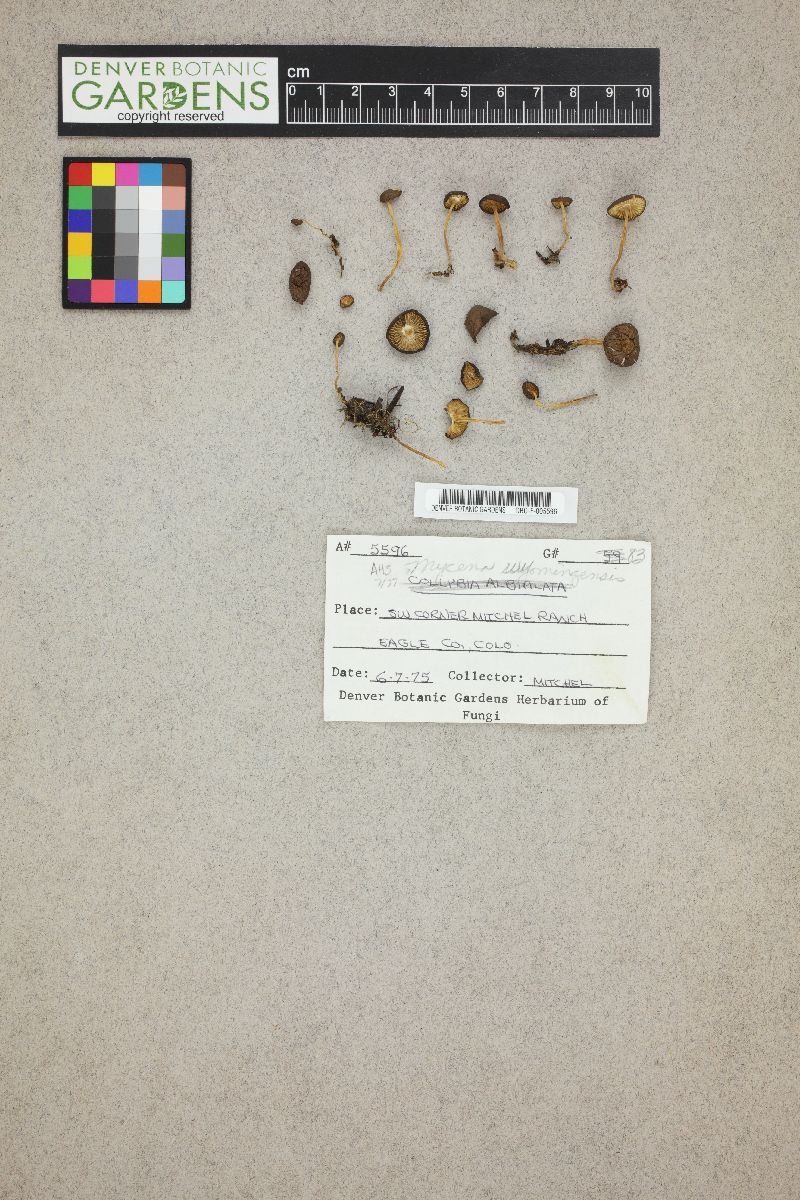 Mycena wyomingensis image