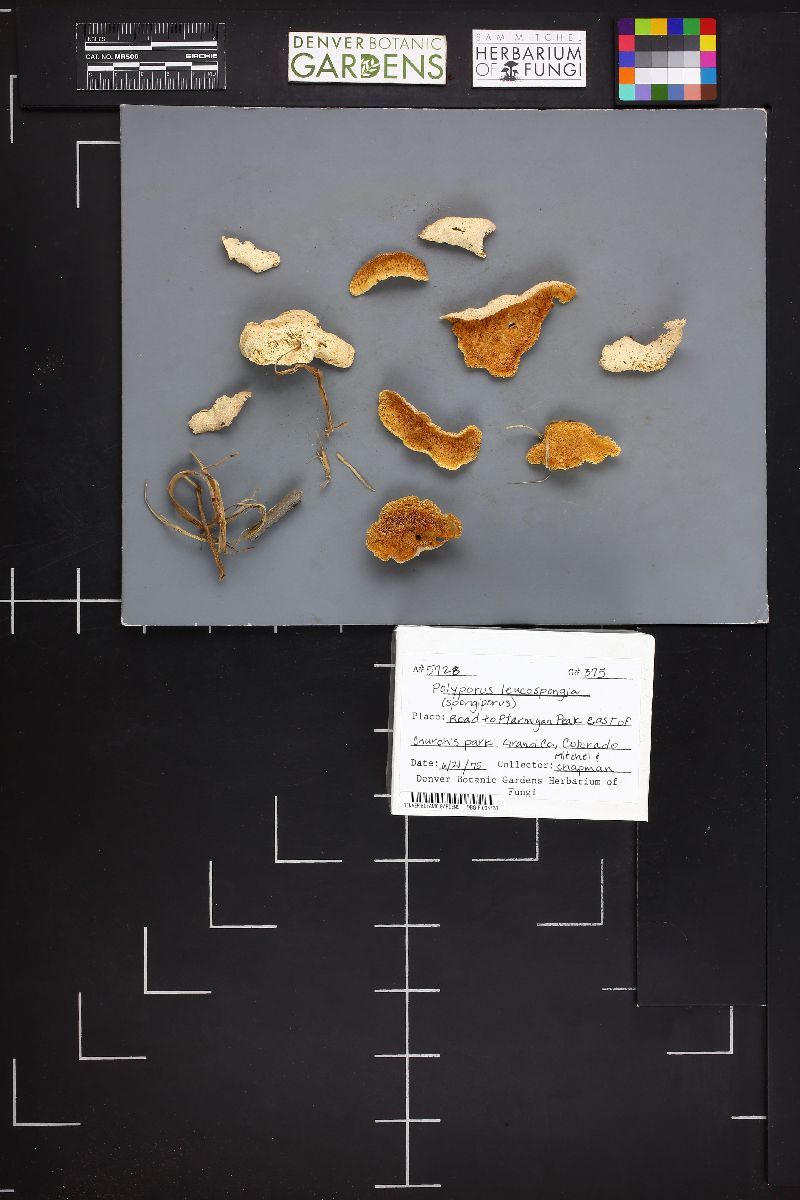 Tyromyces leucospongia image