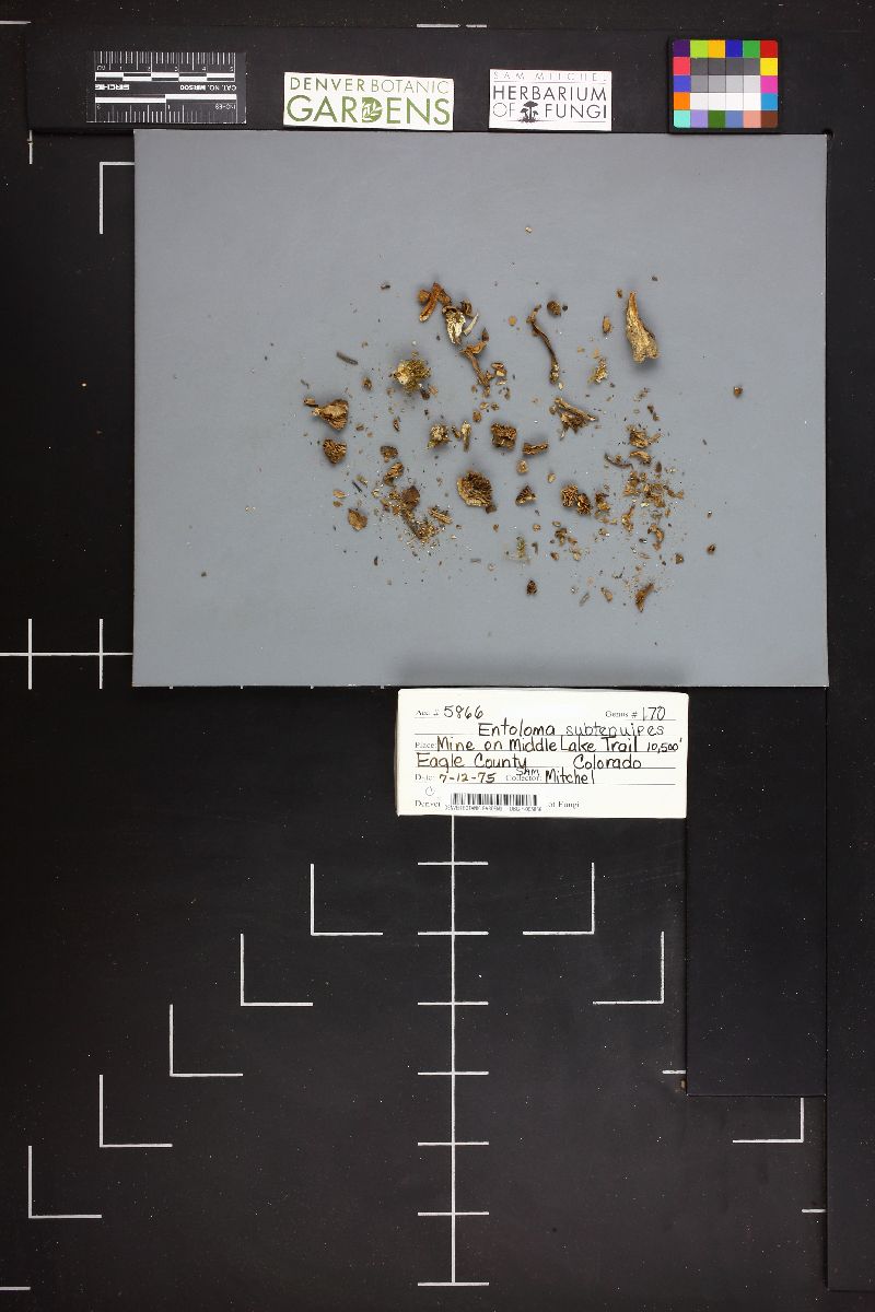 Entoloma subtenuipes image