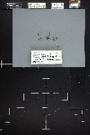 Mycena alcalina image