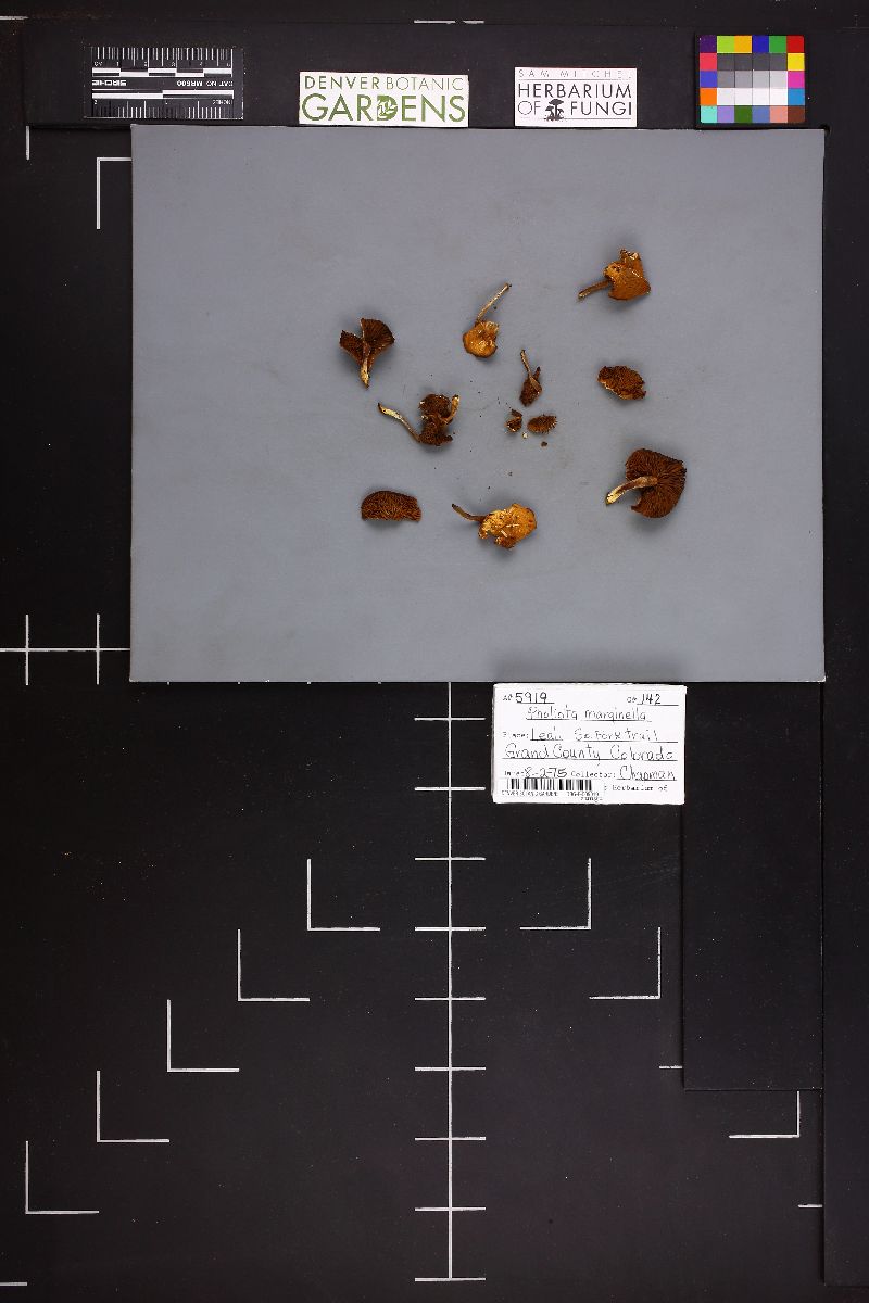 Pholiota marginella image