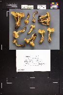 Pholiota squarrosa image