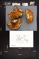 Clitocybe robusta image