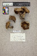 Suillus lakei image