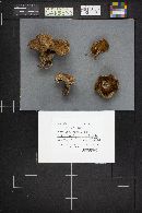 Suillus lakei image