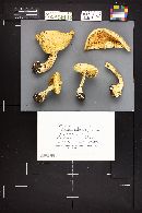 Floccularia luteovirens f. luteovirens image