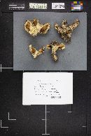 Lactarius controversus image