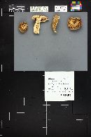 Tricholoma saponaceum image