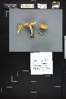 Rhodocollybia maculata image