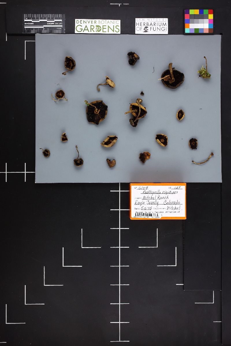 Psathyrella rigidipes image