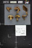 Suillus tomentosus image