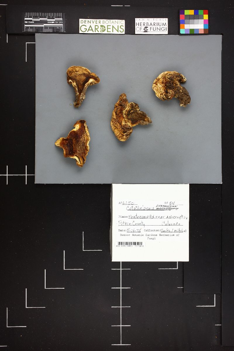 Catathelasma evanescens image