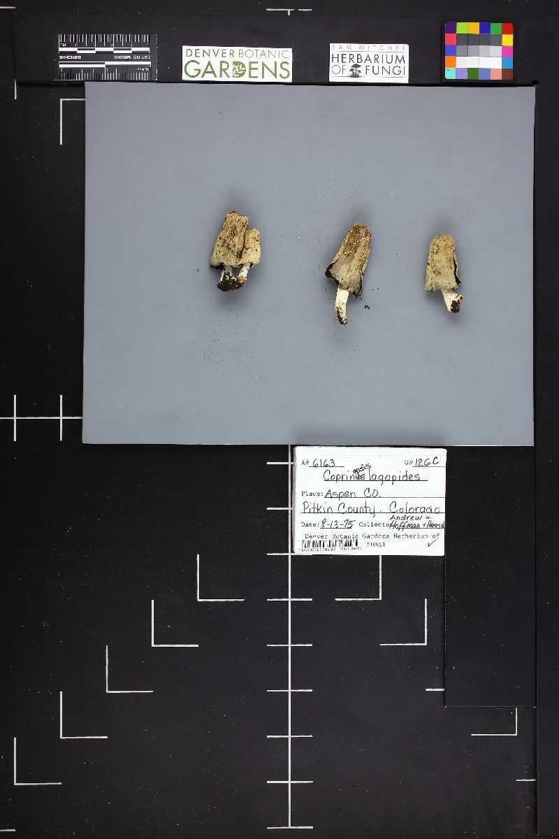 Coprinopsis lagopides image